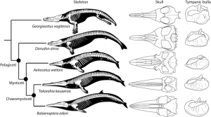 Figure-33-Comparison-of-skeletal-reconstructions-crania-and-tympanic-bullae-of-the