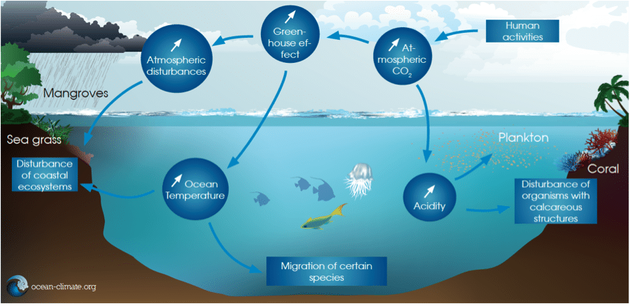 Slow down climate change егэ. Экосистема океана. Открытый океан экосистема. Global ecosystem. Marine ecosystem.