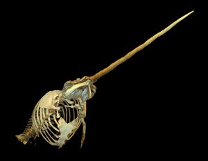 MAMMIFERI MARINI NARVALO Monodon_monoceros_(skeleton)_at_Göteborgs_Naturhistoriska_Museum_2316