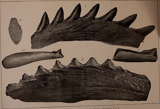 Questa immagine ha l'attributo alt vuoto; il nome del file è GEOLOGIA-FOSSILE-Aedestus-Annals_of_the_New_York_Academy_of_Sciences_1887_18226460190.jpg