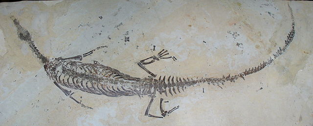 Questa immagine ha l'attributo alt vuoto; il nome del file è GEOLOGIA-FOSSILI-640px-Mesosaurus_brasiliensis_-_Permian_-_Sao_Paulo_Brasil.jpeg