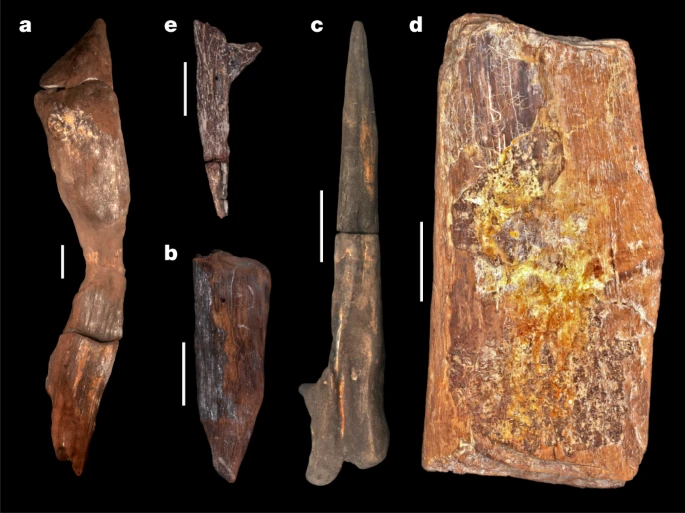 Questa immagine ha l'attributo alt vuoto; il nome del file è GEOLOGIA-HOMO-ELMEI-41586_2023_6557_Fig2_HTML.webp